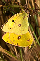 Clouded yellow butterflies (Colias croecea) mating pair, with lighter coloured female above. Italy, Europe.