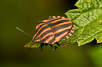 Italian Shield / Harlequin Bug (Graphosoma italicum) on Umbillifer leaf, Italy, Europe.