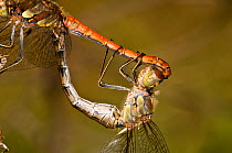 Ruddy Darter dragonflies (Sympetrum sanguineum) close up of mating. Male is red, and above the female. Italy, Europe.