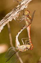 Ruddy Darter dragonflies (Sympetrum sanguineum) close up of mating. Male is red, and above the female. Italy, Europe.
