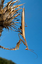 European Praying Mantis (Mantis religiosa)  camouflaged within dried thistle stems. Italy, Europe.