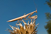 European Praying Mantis (Mantis religiosa)  camouflaged within dried thistle stems. Italy, Europe