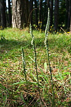Autumn ladies tresses Orchids (Spiranthes spiralis) flowering stems under Pine trees on open short turf, Italy, Europe.