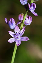 Autumn Squill (Scilla autumnalis) close up of flowers, Italy, Europe.