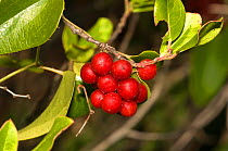 Common Smilax  (Smilax aspera) close-up of cluster of red berries in autumn. Italy, Europe.