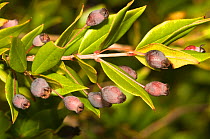 Myrtle branch (Myrtus communis) close-up of cluster of scented berries in autumn. Italy, Europe.