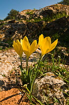 Common sternbergia / Autumn daffodil / Yellow autumn crocus (Sternbergia lutea) flowering in  rocky, limestone based soil. Italy, Europe.