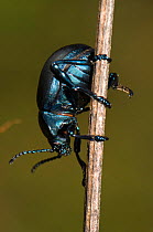 Bloody-nosed beetle (Timarcha tenebricosa) climbing down a plant stem, Italy, Europe.