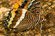 Two-tailed Pasha Butterfly (Charaxes jasius) feeding on juices from dung. Italy, Europe.