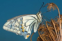 Common Swallowtail butterfly (Papilio machaon) at the end of summer showing wear to the wings. Italy, Europe.