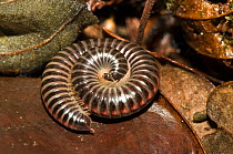 Striped Millipede (Ommatoiulus sabulosus) curled up in leaf litter of an ancient woodland, Orvieto, Italy, Europe.