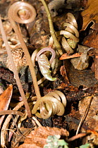 Sowbread (Cyclamen hederifolium) close-ups of spiraling stems with seedcapsules on woodland floor, Italy, Europe.