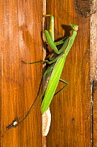 Praying Mantis (Mantis religiosa) female producing an ootheca in autumn on an old door. Italy, Europe.
