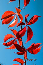 Virginia Creeper (Parthenocissus americana) stem of red leaves, in autumn. Italy, Europe.