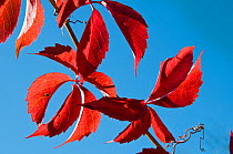 Virginia Creeper (Parthenocissus americana) stem of red leaves, in autumn. Italy, Europe.