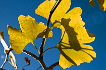 Ginko tree (Ginko biloba) close-up of leaves in yellow autumn colours. Italy, Europe.
