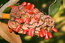 Fruits of Magnolia (Magnolia grandiflora) showing exposed seeds. Garden, Italy, Europe