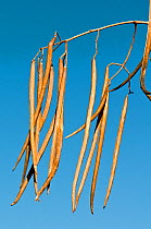 Indian Bean Tree (Catalpa bignonioides) close-up of branch of beans, Orvieto, Italy, Europe.