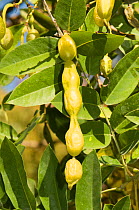 Yellow necklace-pod (Sophora tomentosa) close-up of seed pods, Bontanical gardens, Viterbo, Italy, Europe.