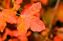 Montpellier maple in autumn (Acer monspessulanum) close-up of single leaf showing characteristic autumnal colours.  Orivieto, Italy, Europe.
