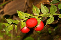 Butcher's broom (Ruscus aculeatus) single branch with red fruit, Orvieto, Italy, Europe.