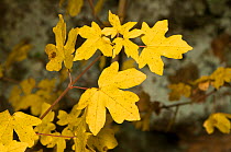 Field Maple (Acer campestre) view of leaves showing characteristic autumnal colours, Lazio, Italy, Europe.
