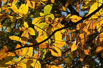 Sweet Chestnut tree (Castanea sativa) view of leaves showing characteristic autumnal colours, Lazio, Italy, Europe.