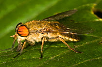 Large Horsefly (Tabanus bovinus) at rest on a leaf. Italy, Europe
