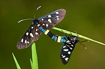 Nine potted moths (Amata phegea) mating pair. Montecucco, Tuscany, Italy, Europe.
