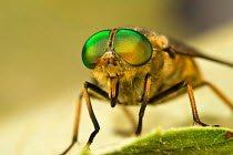 Large Horsefly (Tabanus bovinus) close-up of reflective eyes. Italy, Europe.