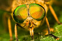 Large Horsefly (Tabanus bovinus) close-up of reflective eyes. Italy, Europe.