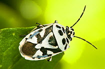 Shield bug (Eurydema ornata) on leaf, Montecucco, Italy, Europe.
