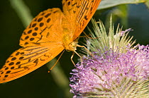 Silver-Washed Fritillary butterfly (Argynnis paphia) feeding on nectar from flower, Montecucco, Italy, Europe.
