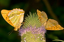 Silver-Washed Fritillary butterflys (Argynnis paphia) feeding on nectar from flower, Montecucco, Italy, Europe.