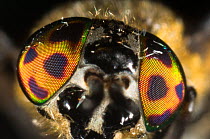 Deer / Horsefly (Chrysops relictus) close-up of characteristically reflective eyes, Montecucco, Italy, Europe.