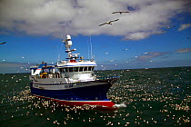 "Ocean Harvest " fishing on the North Sea, surrounded by seabirds, June 2010. Property released.