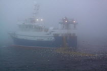 Trawler "Harvester" hauling a big catch of Saithe alongside in misty conditions on the North Sea, July 2010. Property released.