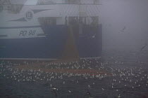 Trawler hauling a large catch of Saithe alongside in foggy conditions on the North Sea. July 2010. Property released.