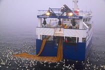 Trawler "Harvester" taking a large catch of Saithe onboard in misty conditions on the North Sea. Property released.