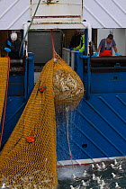 Net filled with Cod (Gadus) being winched onboard a North Sea trawler. Model and Property released.