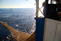 Net filled with Hake (Merluccius sp) being hauled alongside the trawler "Harvester", July 2010. Property released.