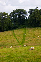 Sheep (Ovis aries) grazing on neutral grassland in old parkland, important for native mature trees.  July 2008