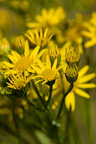 Ragwort (Jacobaea vulgaris) close-ups of unfurling flowers, UK