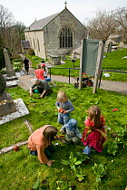 Henllan village 'Bee Friendly Project'. A community group planting Cowslips (Primula Veris) in churchyard to attract wild and honey bees, organised by North Wales Wildlife Trust and Cadwyn Clwyd, Comm...