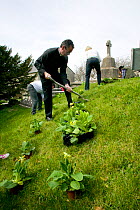People of Henllan village 'Bee Friendly Project'  planting Cowslips (Primula Veris) in churchyard to attract wild and honey bees, organised by North Wales Wildlife Trust and Cadwyn Clwyd, Community Na...