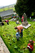 People of Henllan village 'Bee Friendly Project'  planting Cowslips (Primula Veris) in churchyard to attract wild and honey bees, organised by North Wales Wildlife Trust and Cadwyn Clwyd, Community Na...