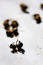 Dead honeybees (Apis mellifera) used in a programme of colony morphometry. Wings are partially removed to measure veins to test what percentage native species of the original 'Welsh Black'. This infor...