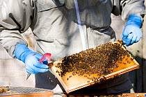 Geoff Critchley of 'The Honey House' demonstrates aspects of the beekeeper's art. Cilcain, North Wales, UK April 2010