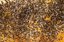 Close up of European honeybees (Apis mellifera) on beekeepers comb within hive, Cilcain, North Wales, UK April 2010