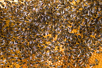 Close up of European honeybees (Apis mellifera) on beekeepers comb within hive, Cilcain, North Wales, UK April 2010